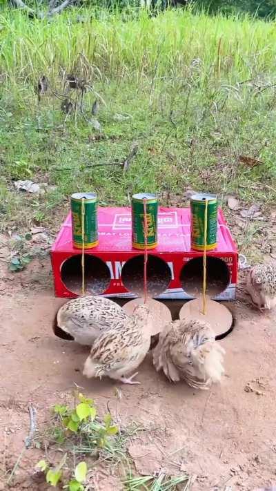 An improvised fowl trap