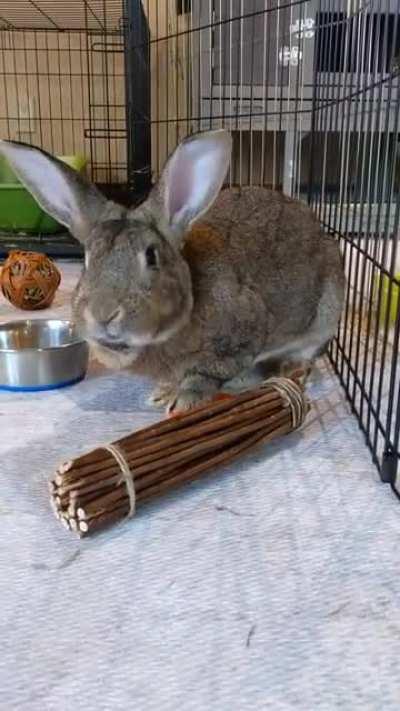 Bunny mouf - cuteness overload