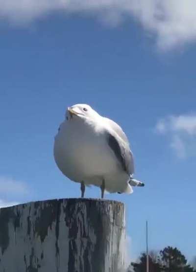 Birb Good