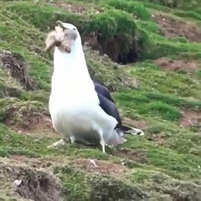 Just a bird eating a rabbit.