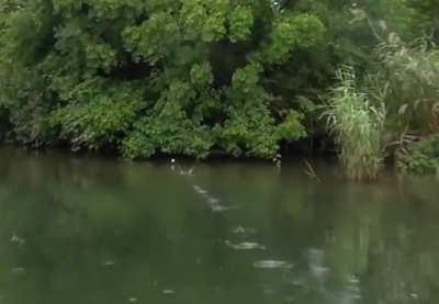 Casting a fishing lure and having it skim along the water