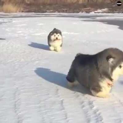 Cutest Fluffy Alaskan Malamute Puppies