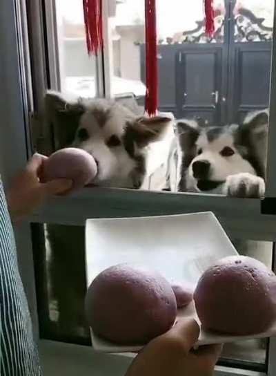 Owner Makes His Malamute Dogs The Tastiest Snacks Ever