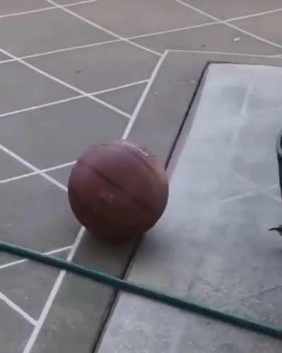 This bird playing with a basketball just for the fun of it