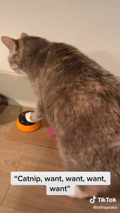 Cat communicates with owner by using buttons.