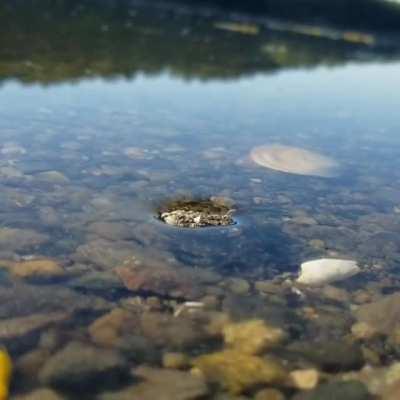 Watching the tide come in ft. surface tension