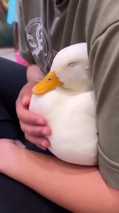 Duck enjoying pets