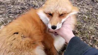 This video always puts a smile on my face 💖 It's by a youtube channel named SaveAFox, which is a non profit organization who rescue captive non-releasable foxes :)