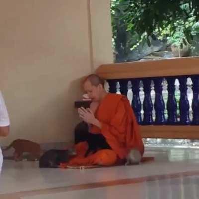 one has to be a monk to resist playing with those kittens