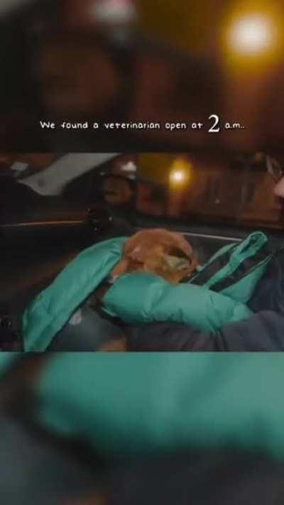 Influencer saves rabies infested fox