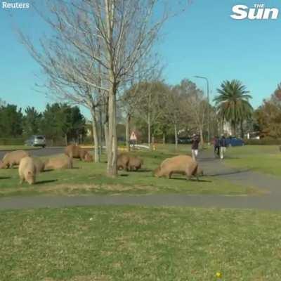 The ultra rich people of Buenos Aires built a gated community on the Capybara's natural habitat pushing them away. Now they are coming back.