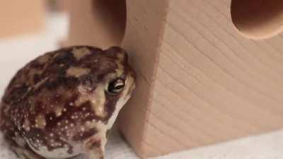 Tiny round rain frog wakes up, yawns, rubs his eyes, then squeezes himself into his tiny hole