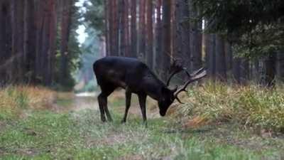 🔥 Black fallow deer recently seen in Baryczy Valley in Poland