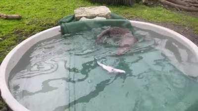 Rescued otter cub scared of water trained to dive for fish