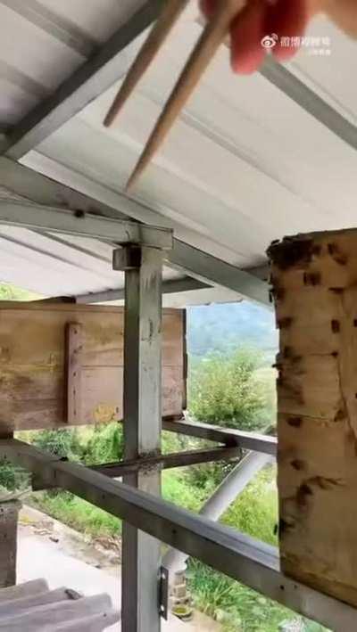 Beekeeper protecting his flock from wasps