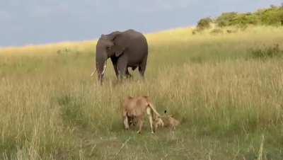 Lion cubs gets charged by elephant