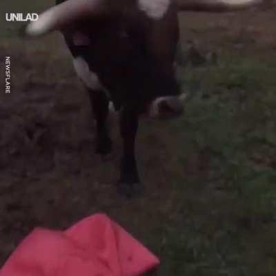 Bull accidentally pops his favorite ball