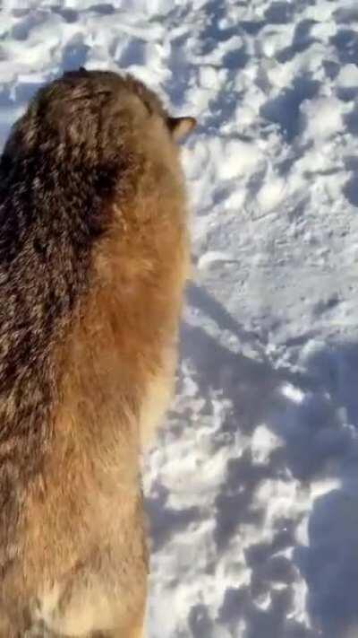 Scritches with Wolves