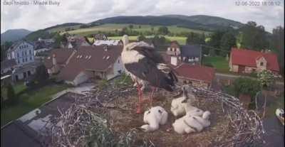 Mother stork tosses misbehaving chick out of nest