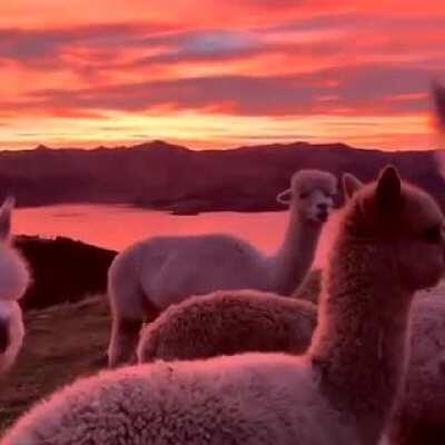 Alpacas in a new zealand sunset.