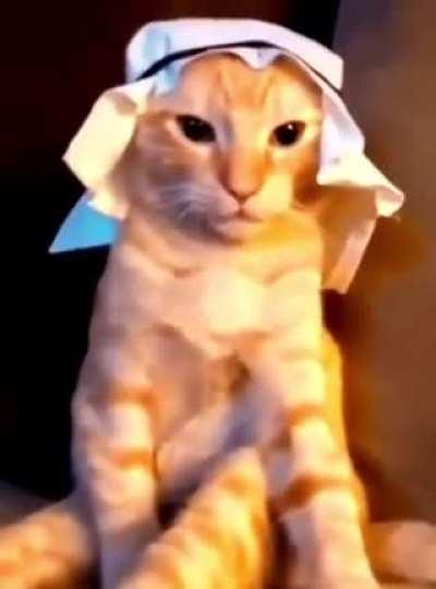 Habibi Arab Cat