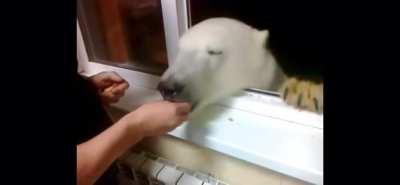 Polar Bear Encounter.