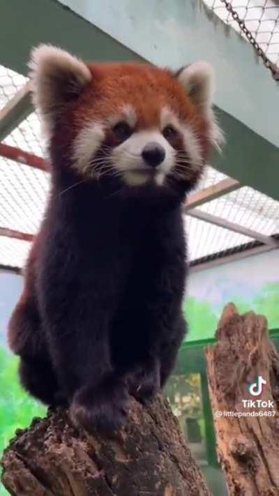 Cute Red Panda Noises (Cute Voice)