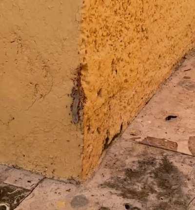 🔥 Ants carrying a dead lizard up the wall