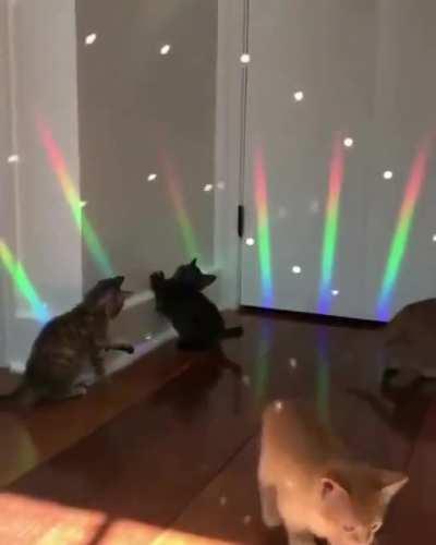 Caturday Night Fever