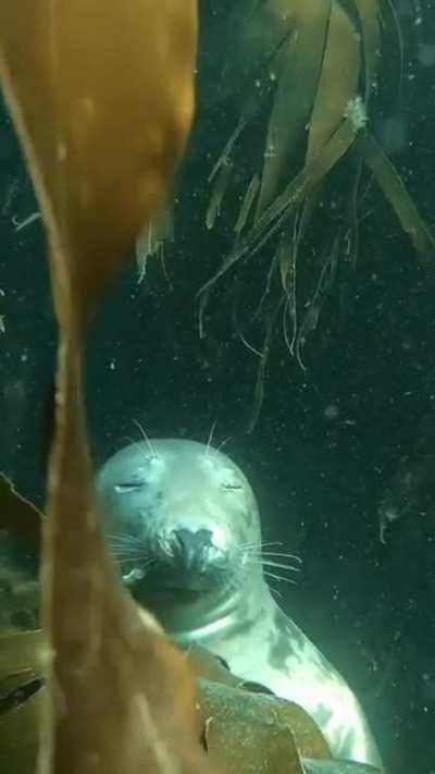 🔥 A sleeping seal in Lundy Island, England