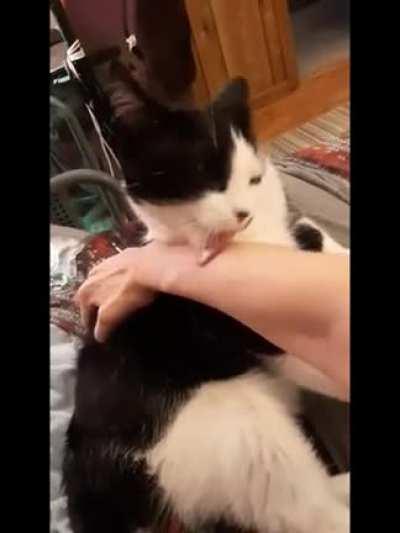 This is how my kitty enjoys scritches