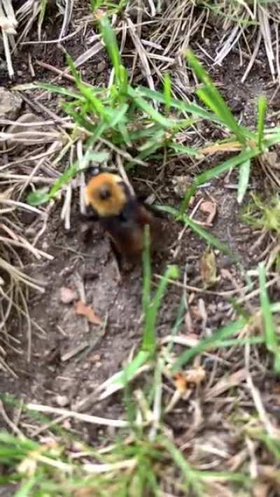 Chonky bee sounds like lawnmower