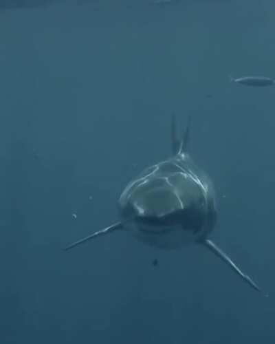 Very very close encounter with a great white shark, 14 feet long. 300 teeth. 2000lbs [by Mike Coots]