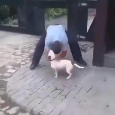 just a playful dog