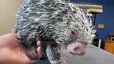 Despite his dangerously sharp quills, Charlie the porcupine loves to be pet