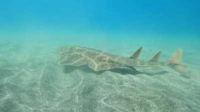 Angel shark cruising