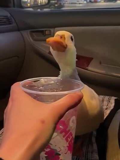 Duck wanting some cold tea