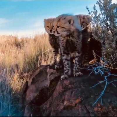 Cheetah Cubs