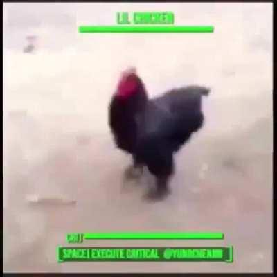 Chicken