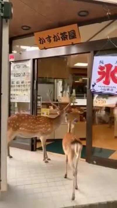 🔥 Deers in Nara, Japan have learnt how doors work and bow to humans for requesting food