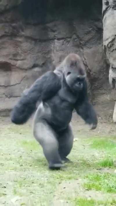 A Gorilla has to walk upright in the rain to avoid his knuckles getting wet, and he's not pleased about it