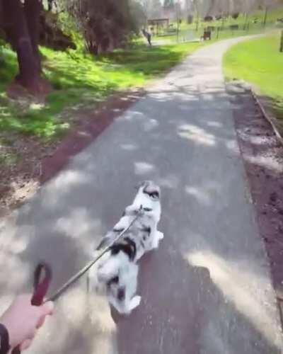 Meet Zephyr. This is his reaction every time he finds out he’s going to the dog park.🦘