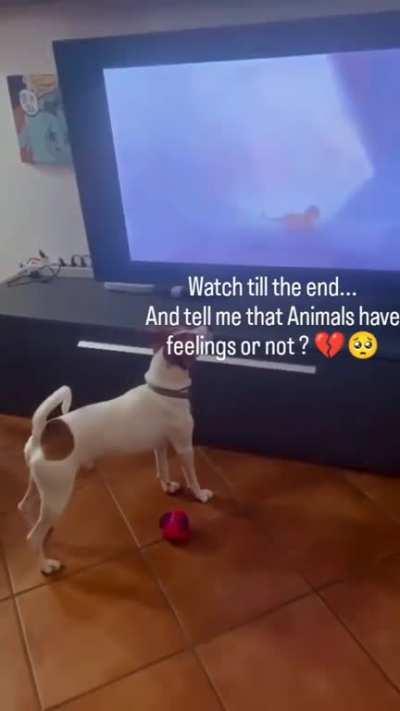 Dog watches The Lion King