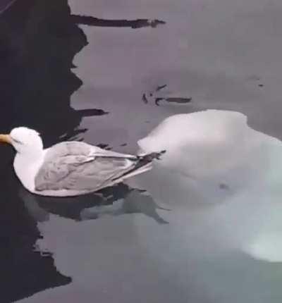 🔥 Beluga trying to play with Herring Gull.