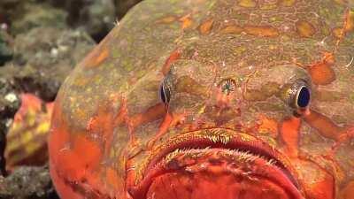 Chaunax, a type of deep sea frogfish (Antennariidae), Mariana Trench