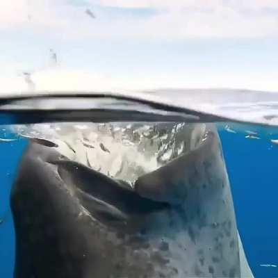 Whale Shark feeding process.