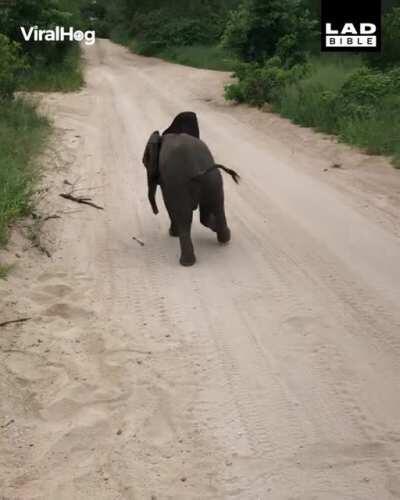 This is one incredibly playful little baby elephant