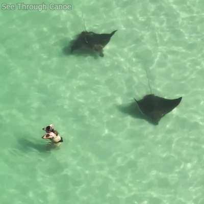 🔥Big Spotted Eagle Rays avoiding people at the beach in St Pete, Florida