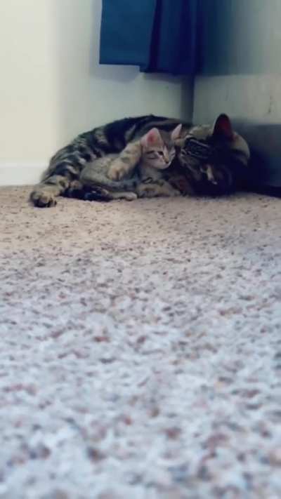 When your cat also falls in love with your foster kitten