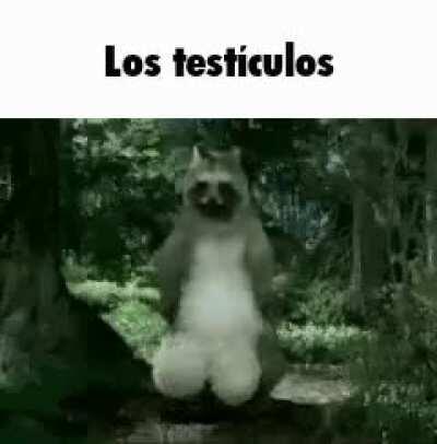 Los testículos